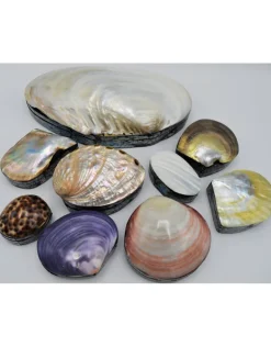 Schelpendoosje Abalone