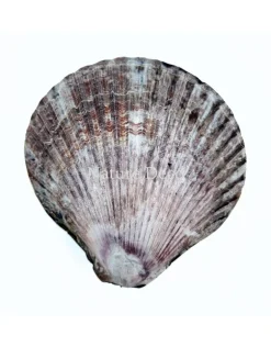 Schelpendoosje bruin/paars