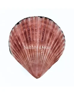 Schelpendoosje donkerroze