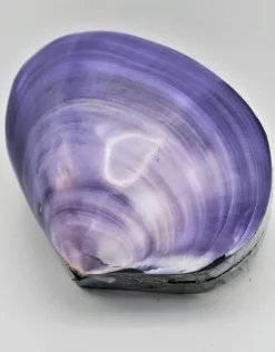 Schelpendoosje paars