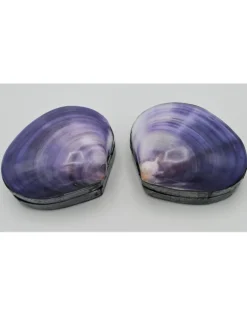 Schelpendoosje paars