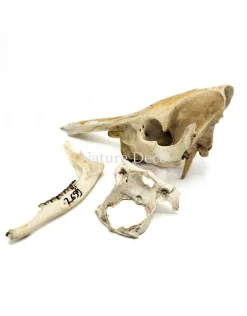 Set diverse dierenbotten #1