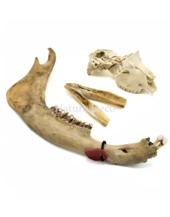 Set diverse dierenbotten #2