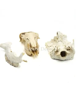 Set diverse dierenbotten #12