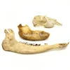 Set diverse dierenbotten #6