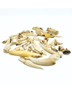 Set diverse dierentanden #2, 75 gram