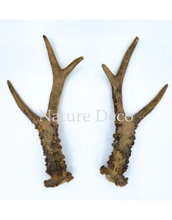 Set reeëngeweien #7 20 x 11 cm
