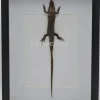 Skink in luxe 3D lijst 32 x 23,5cm