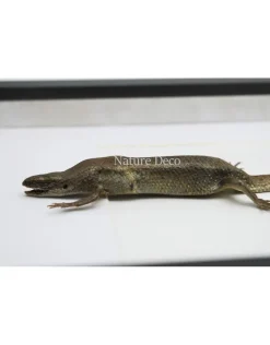 Skink in luxe 3D lijst 32 x 23,5cm