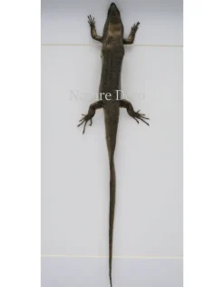 Skink in luxe 3D lijst 32 x 23,5cm