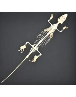Skink skelet in luxe 3D lijst 22 x 22cm