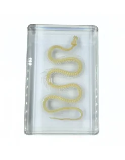 Slangenskelet in hars groot, 13,5 x 9 x 2,5 cm