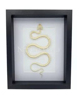 Slangenskelet in luxe 3D lijst (wit) 27 x 22 x 4,5 cm