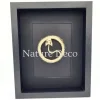 Slangenskelet "coin" in 3D lijst 27 x 22 x 4,5 cm