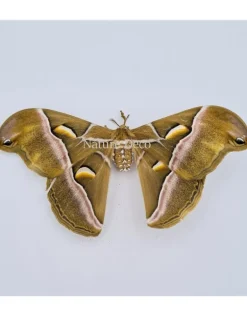 Sleutelhanger Cynthia