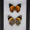 Smyrna Blomfildia dubbel in luxe 3D lijst 20,3 x 15,3cm