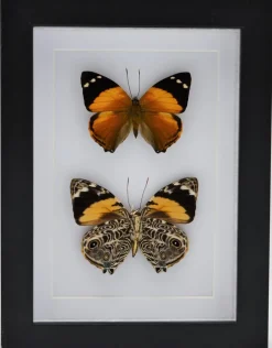 Smyrna Blomfildia dubbel in luxe 3D lijst 20,3 x 15,3cm