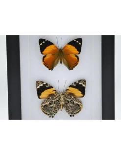 Smyrna Blomfildia dubbel in luxe 3D lijst 20,3 x 15,3cm