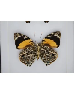Smyrna Blomfildia dubbel in luxe 3D lijst 20,3 x 15,3cm