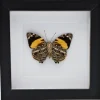 Smyrna Blomfildia in luxe 3D lijst 17 x17cm