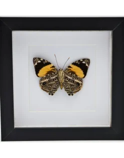 Smyrna Blomfildia in luxe 3D lijst 17 x17cm