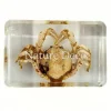 Soldaat krab in hars 4 x 3 x 1,5 cm