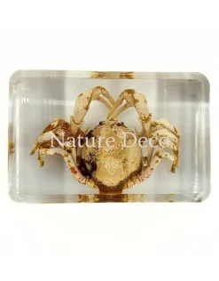 Soldaat krab in hars 4 x 3 x 1,5 cm