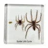 Spin levenscyclus in hars 7,5 x 7,5 x 1 cm
