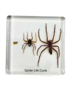 Spin levenscyclus in hars 7,5 x 7,5 x 1 cm