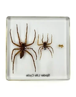 Spin levenscyclus in hars 7,5 x 7,5 x 1 cm