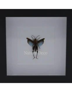 Sprinkhaan Blauw Coloracris Azureus in luxe 3D lijst 17x17 cm