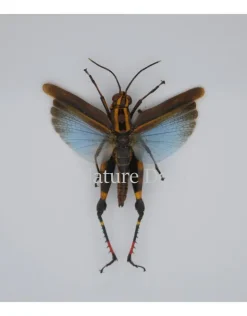 Sprinkhaan Blauw Coloracris Azureus in luxe 3D lijst 17x17 cm