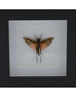 Sprinkhaan oranje/taup in luxe 3D lijst 12x12 cm