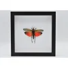 Sprinkhaan (Phymateus Saxosus) in luxe 3D lijst22 x 22cm