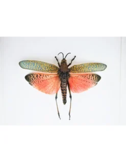 Sprinkhaan (Phymateus Saxosus) in luxe 3D lijst22 x 22cm