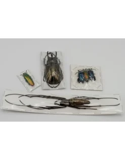 Startset insecten prepareren