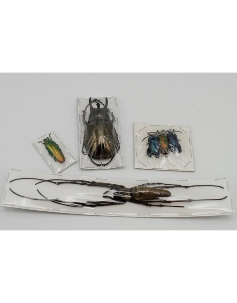 Startset insecten prepareren