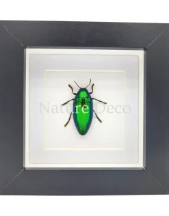Sternocera Ruficornis Aequisignata (prachtkever) in luxe 3D lijst 12 x 12 cm