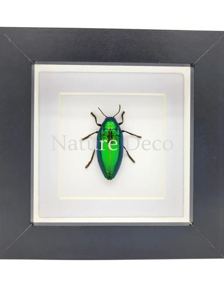 Sternocera Ruficornis Aequisignata (prachtkever) in luxe 3D lijst 12 x 12 cm