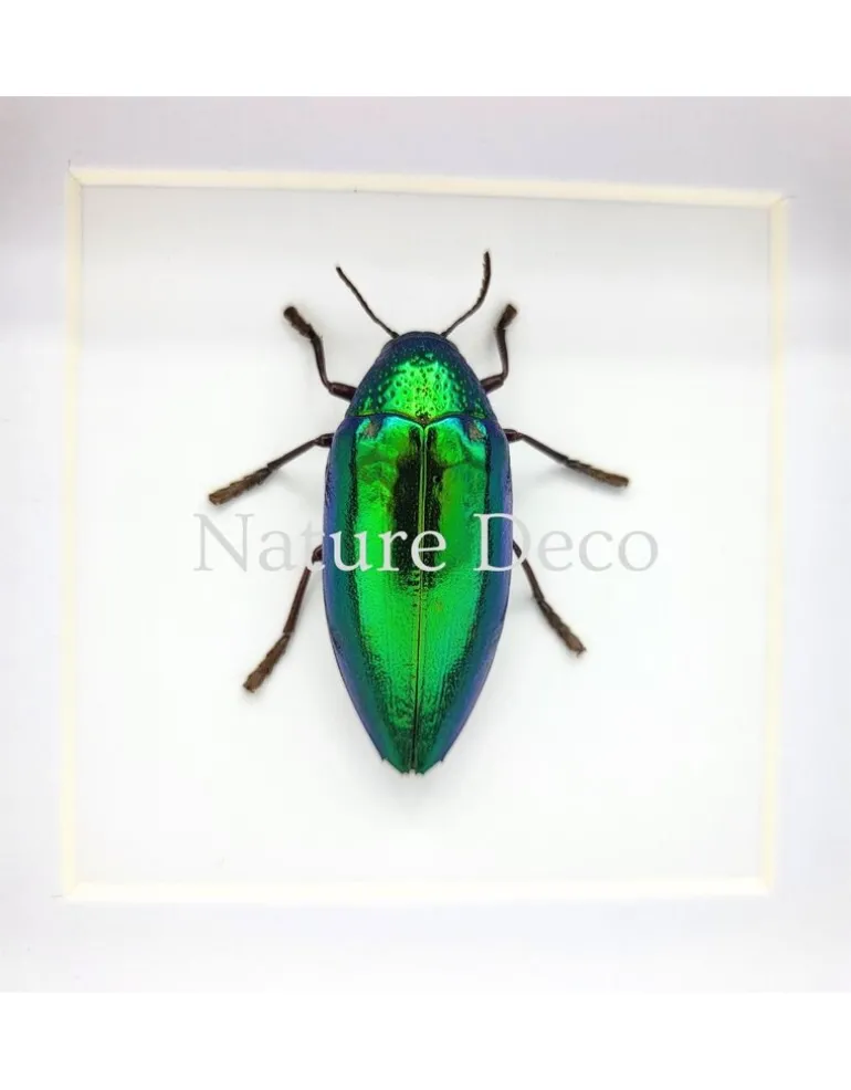 Sternocera Ruficornis Aequisignata (prachtkever) in luxe 3D lijst 12 x 12 cm