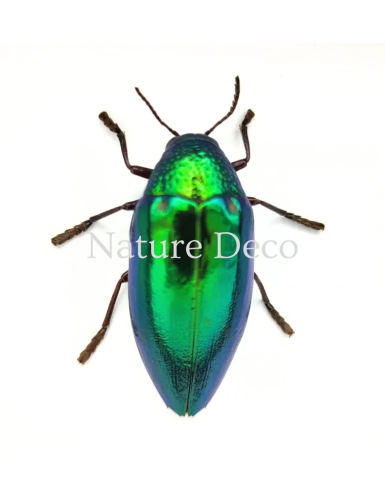 Sternocera Ruficornis Aequisignata (prachtkever) in luxe 3D lijst 12 x 12 cm