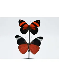 Stolp met 2 rode vlinders 21 x 14cm