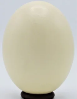 Struisvogel ei