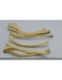 Struisvogel Rib nr 2
