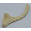 Struisvogel Rib nr 3