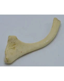 Struisvogel Rib nr 3