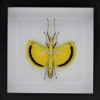 Tagesoidea Nigrofasciata (wandelende tak) in luxe 3D lijst 22 x 22cm