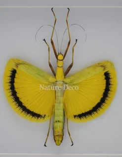 Tagesoidea Nigrofasciata (wandelende tak) in luxe 3D lijst 22 x 22cm