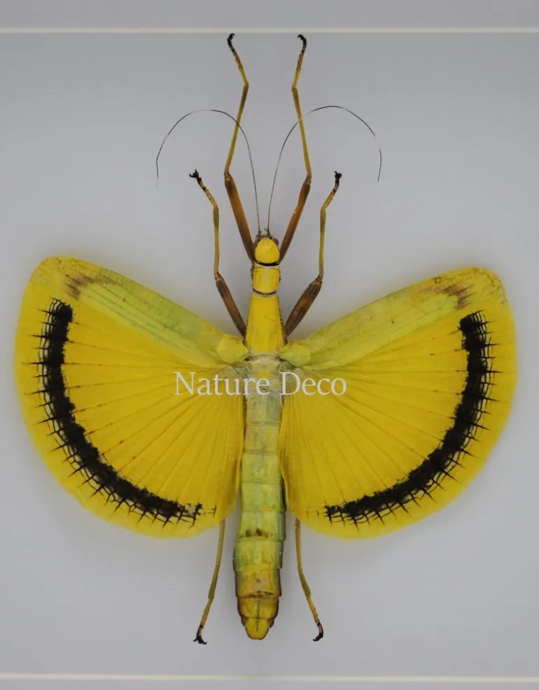 Tagesoidea Nigrofasciata (wandelende tak) in luxe 3D lijst 22 x 22cm