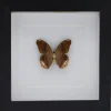 Terinos Terpander in luxe 3D lijst 17 x 17cm